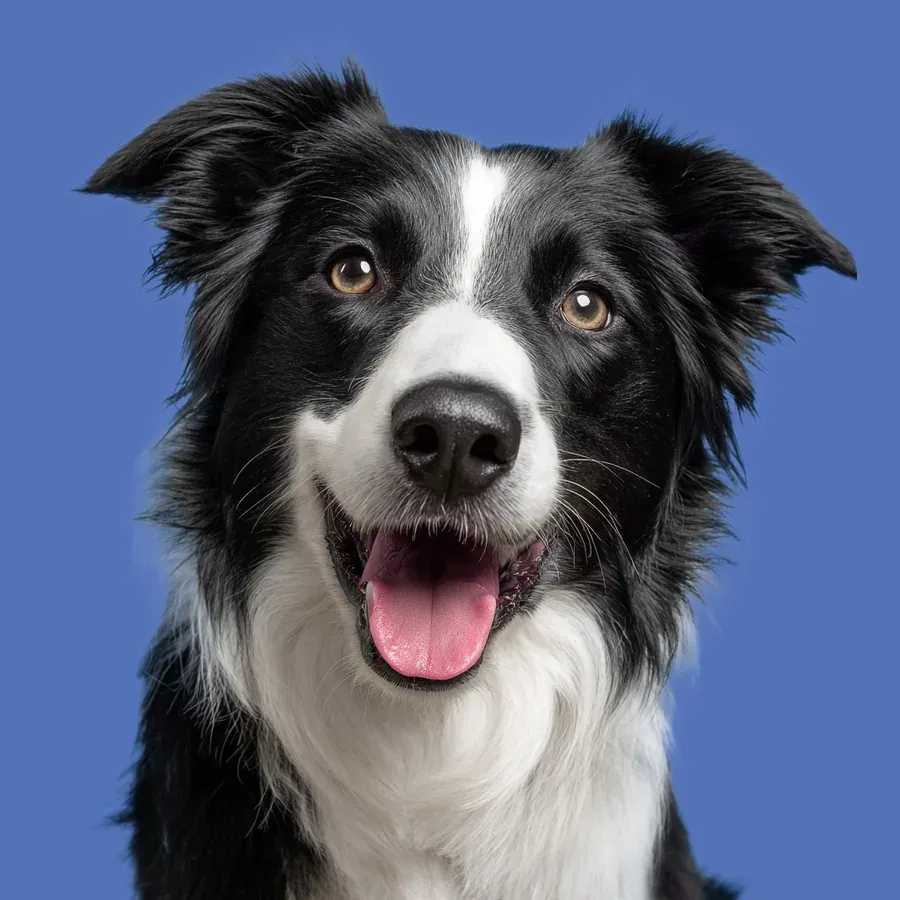 Smiling border collie on a brand-blue background