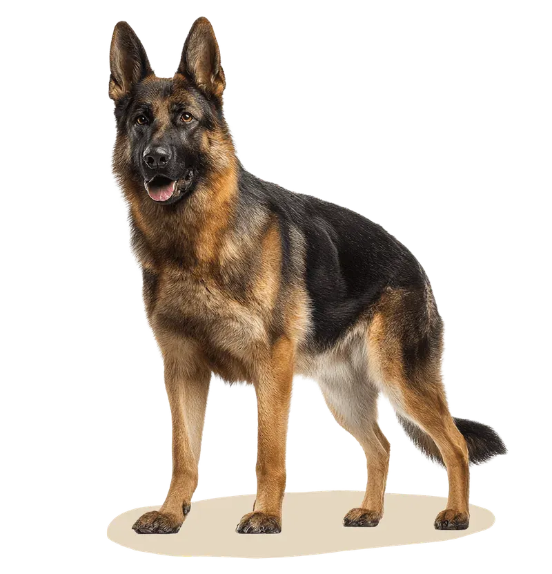 Alert German Shepherd standing at attention
