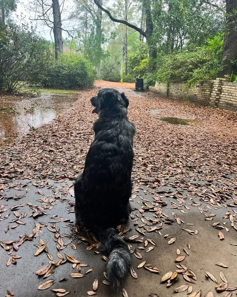Buddy, a black shepherd mix, sitting calmly on a leaf-covered path watching the world go by