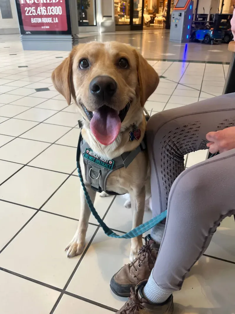 Champ, a yellow Labrador wearing a medical alert vest, working calmly beside his handler in a busy shopping mall