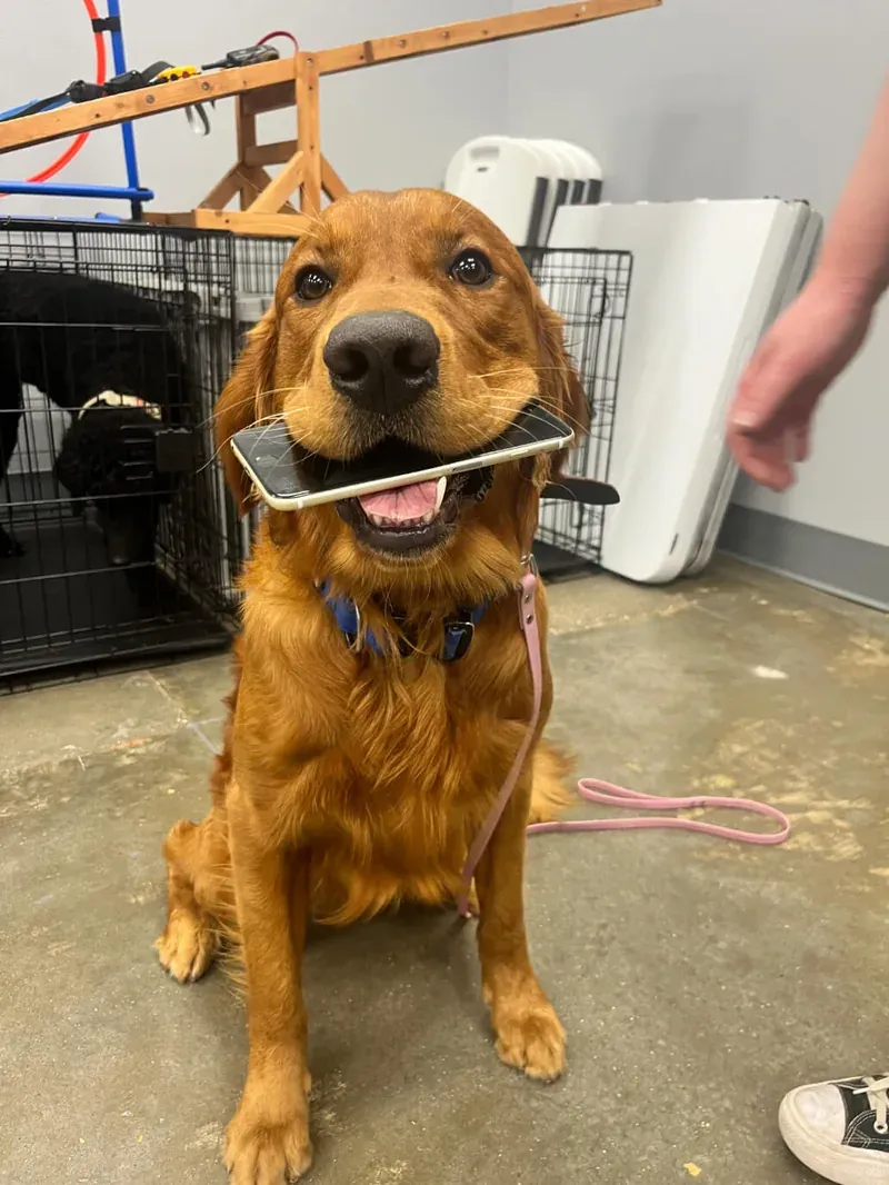 George, a golden retriever service dog in training, proudly holding a phone in his mouth during a retrieve exercise