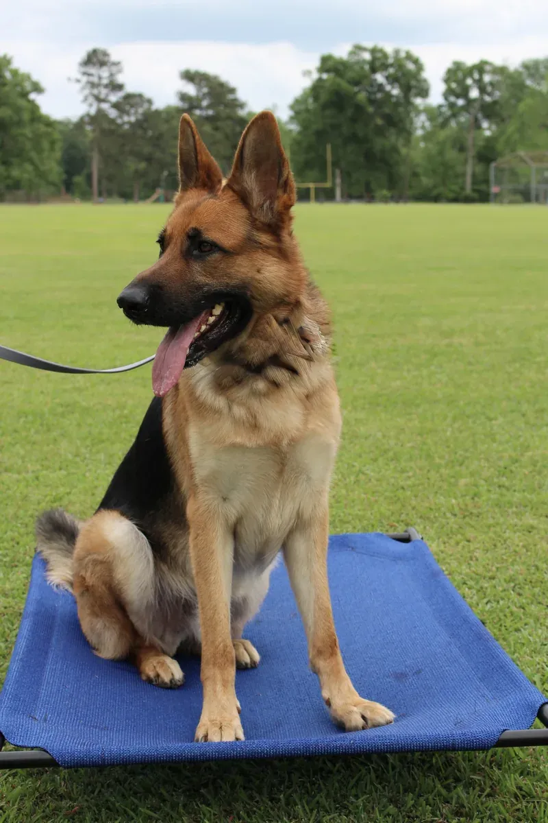 A German Shepherd sitting calmly on a blue place cot in an open park field