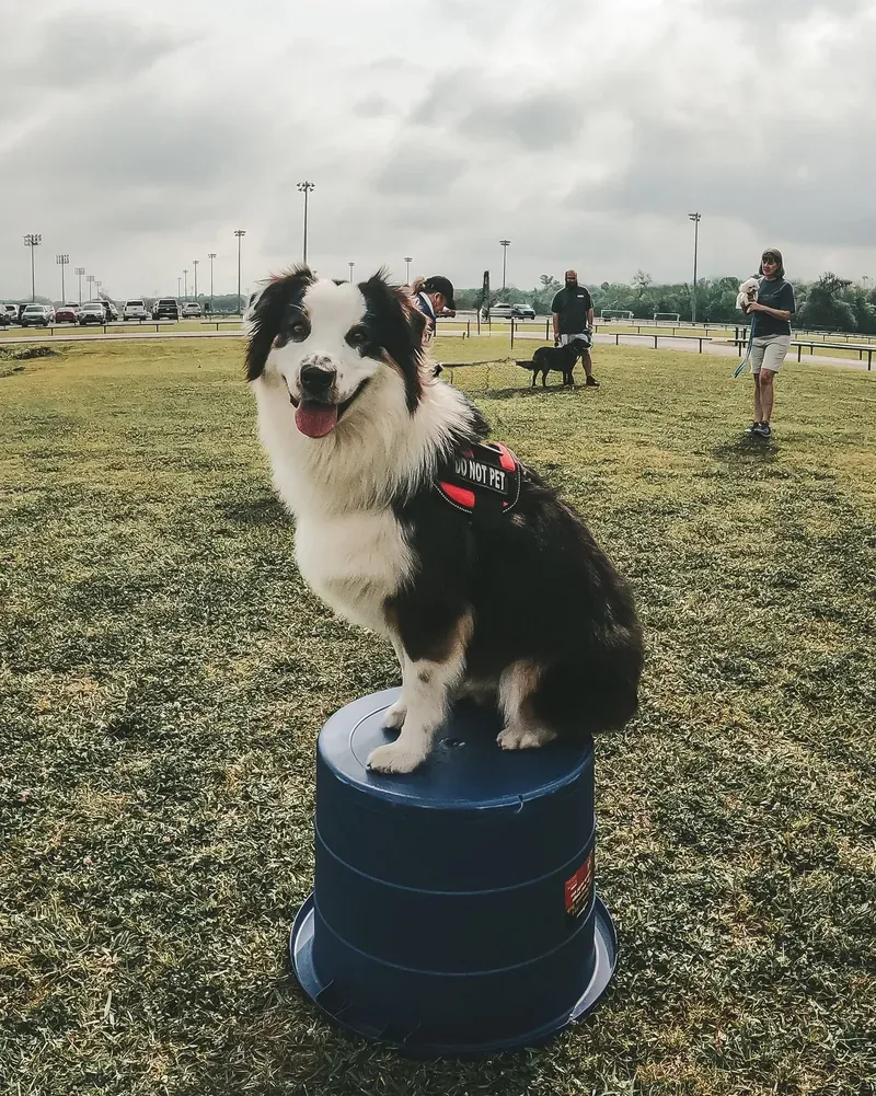 An Australian Shepherd in a service vest sitting calmly on a platform at a busy park