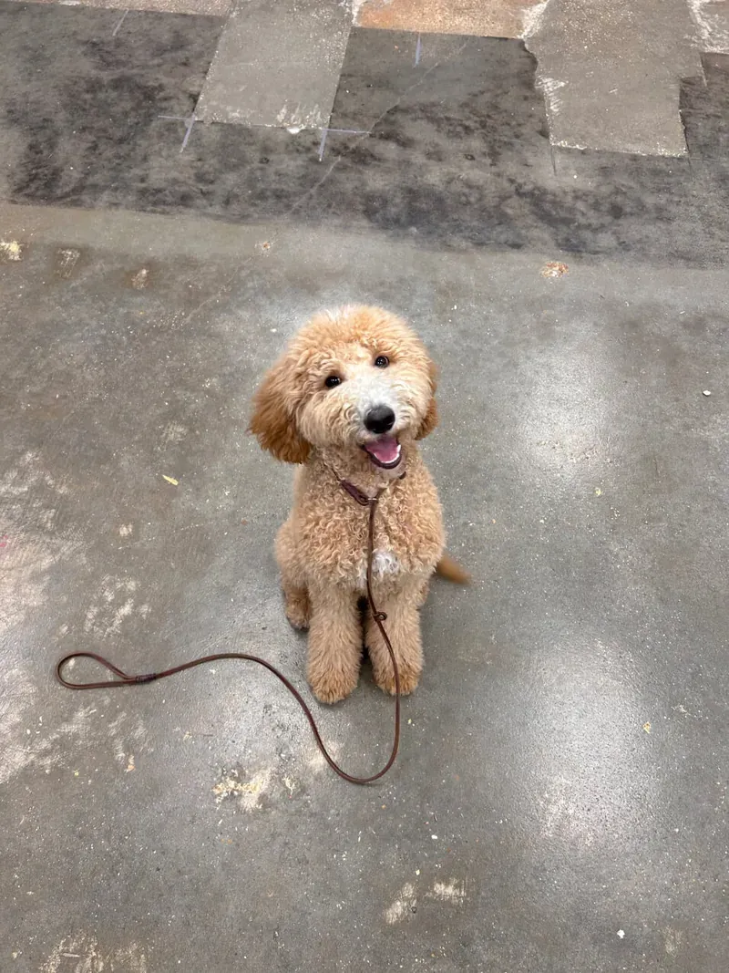 A fluffy apricot goldendoodle puppy sitting politely and smiling at the camera
