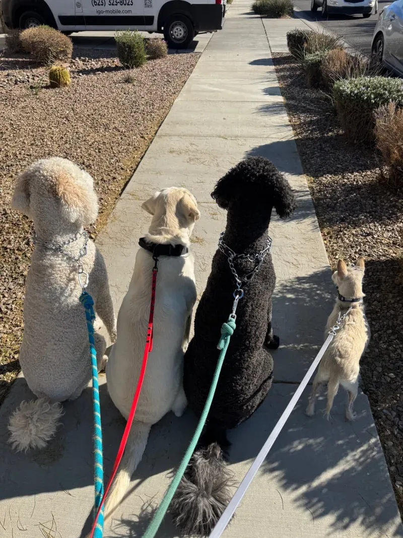 Four dogs of different sizes sitting in a neat row on a sidewalk during a leash manners group walk