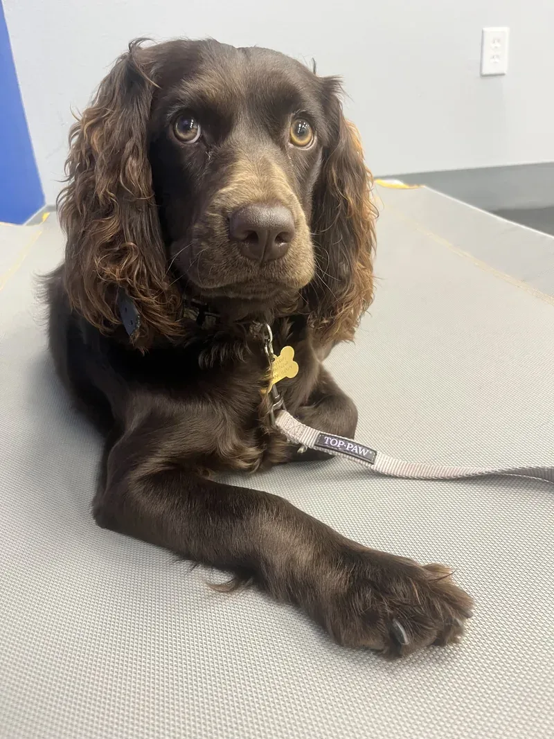 Riley, a Boykin spaniel with soulful eyes, holding a calm down-stay on a training mat