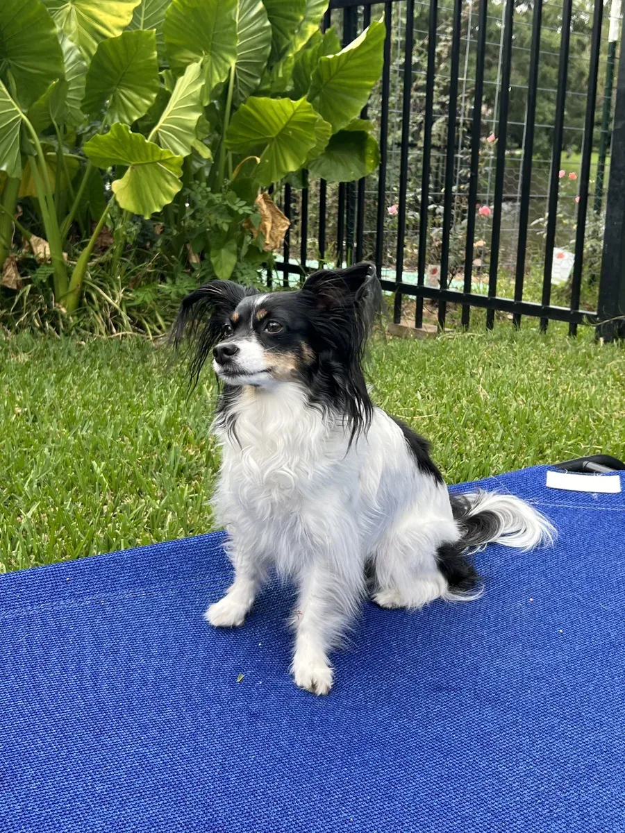 A papillon mix calmly holding a stay on a blue training cot in a backyard — the same calm-settling skill crate training builds