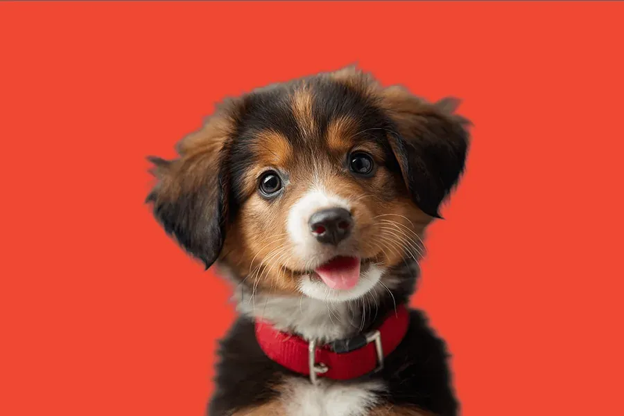 Happy tricolor puppy with a red collar on a bright red background