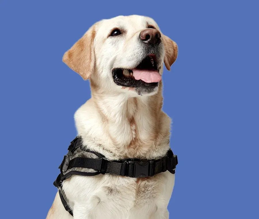 Yellow Labrador wearing a service harness on a blue background