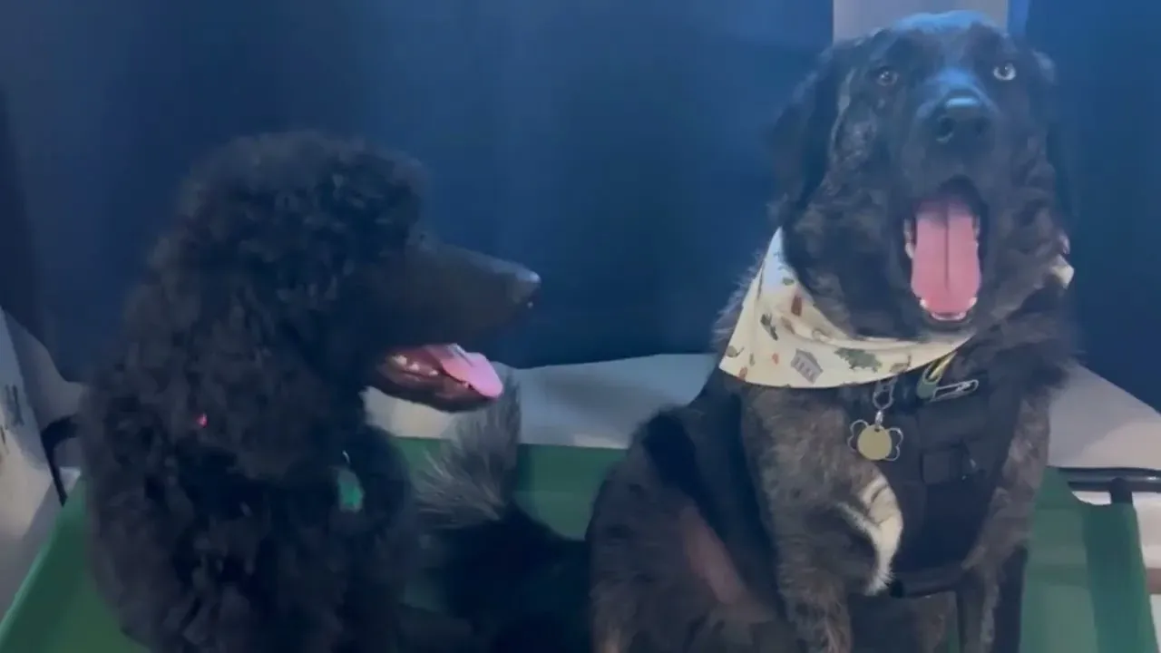 Video still — Why Most Dog Training Fails (And What Actually Works Instead)